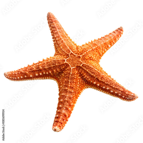 Realistic Starfish Illustration Isolate On Transparent Background Cutout, PNG file, Cutout file