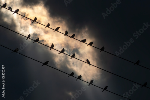 真っ黒な雲の隙間から夕陽が差し込む　電線に並ぶ鳥たち photo