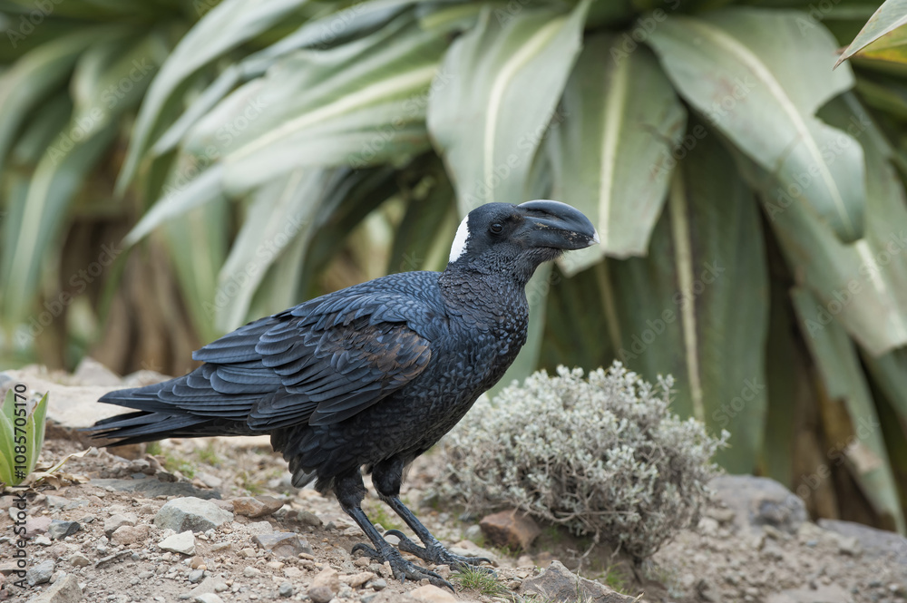 Obraz premium Thick-billed Raven (Corvus crassirostris), Simien mountains national park, Amhara region, North Ethiopia