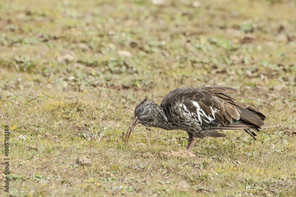Wattled Ibis (Bostrychia carunculata), Bale mountains national park, Ethiopia Wattled Ibis (Bostrychia carunculata), Bale mountains national park, Ethiopia