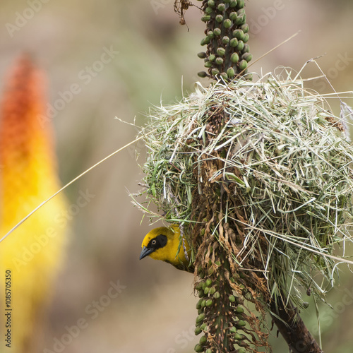 Village weaver (Ploceus cucullatus), Simien mountains national park, Amhara region, North Ethiopia photo