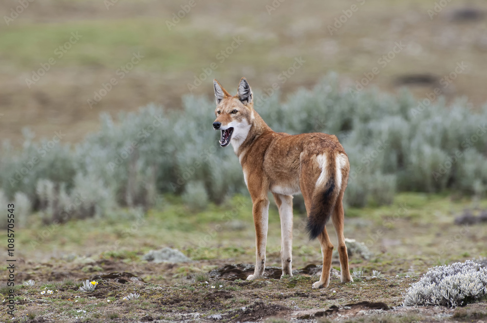 Ethiopian Wolf (Canis simensis), Bale mountains national park, Ethiopia Ethiopian Wolf (Canis simensis), Bale mountains national park, Ethiopia