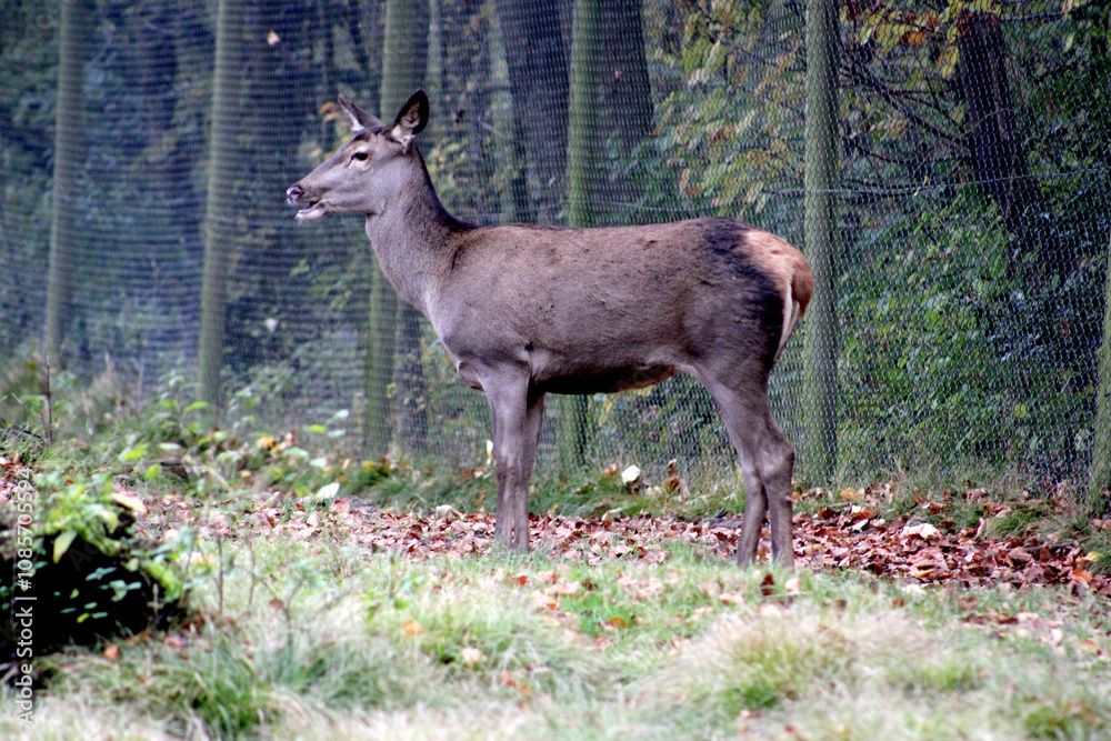 Rehe, Dammwild, Grafenberger Wald, Wildpark Rehe, Dammwild, Grafenberger Wald, Wildpark