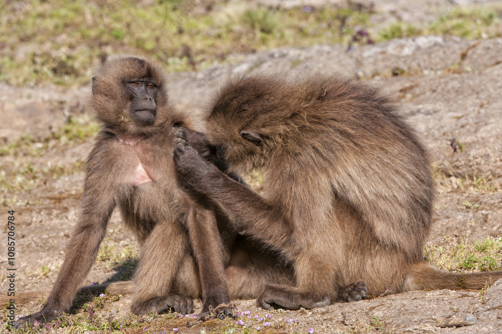 Gelada baboon (Theropithecus Gelada) grooming each other, Simien mountains national park, Amhara region, North Ethiopia