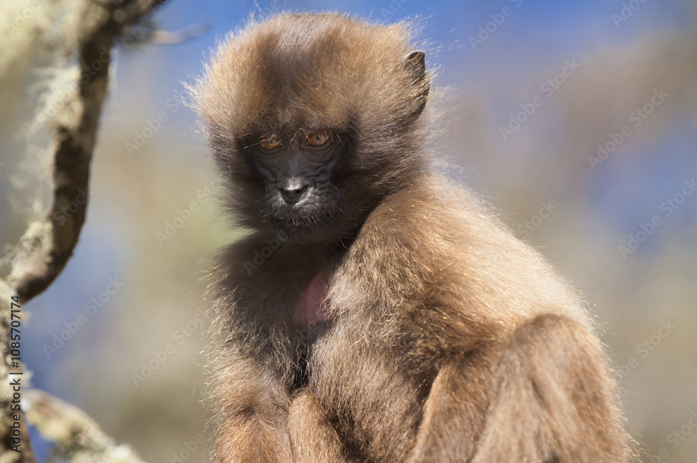 Obraz premium Baby Gelada baboon (Theropithecus Gelada), Simien mountains national park, Amhara region, North Ethiopia