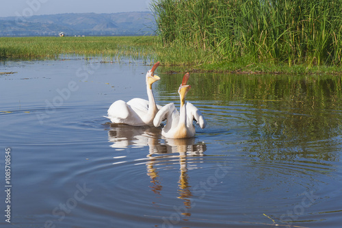 White pelicans (Pelecanus onocrotalus), Awasa harbor, Ethiopia photo