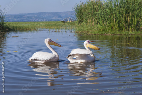 White pelicans (Pelecanus onocrotalus), Awasa harbor, Ethiopia photo