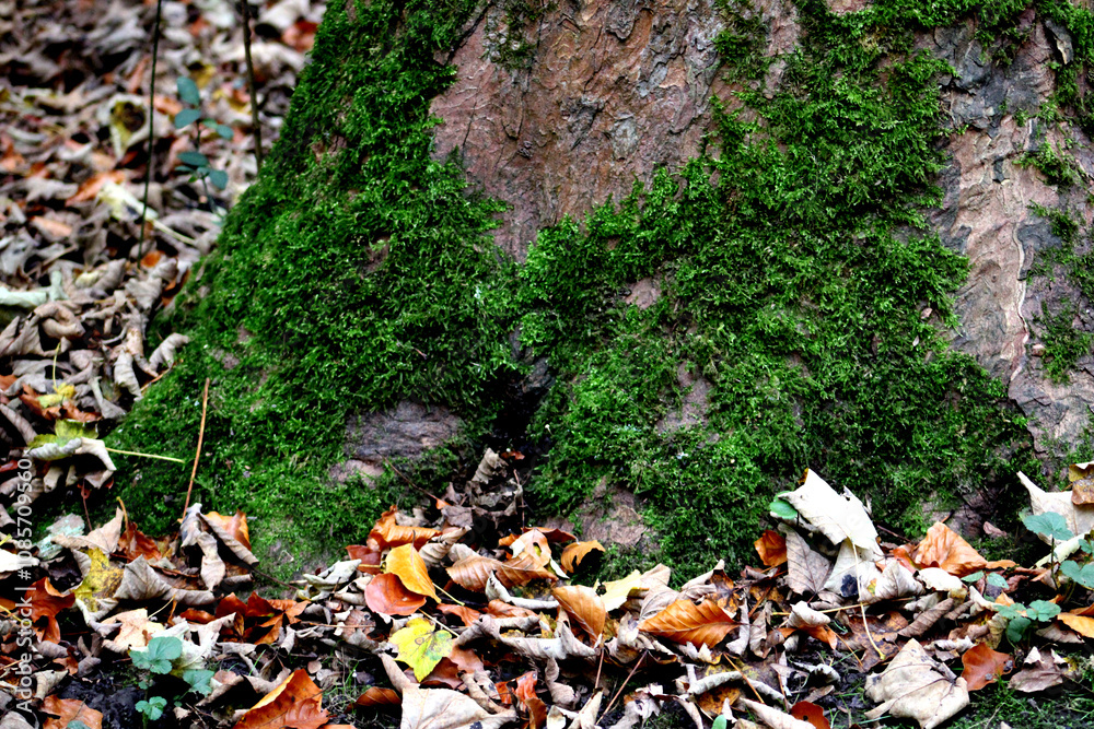 Obraz premium Baum, Moos, Grafenberger Wald, Wildpark