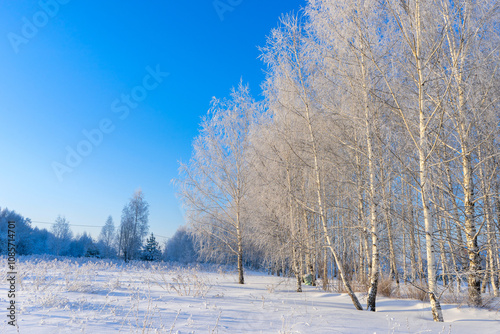 White birches covered with snow on a frosty day