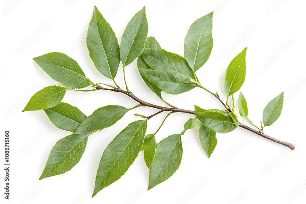 Fototapeta premium Fraxinus ornus leaf isolated on a white background, close up
