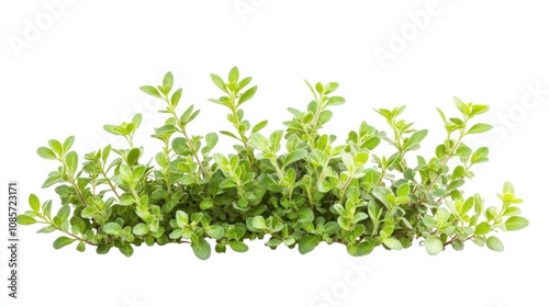 Isolated Plant Cutout on White Background