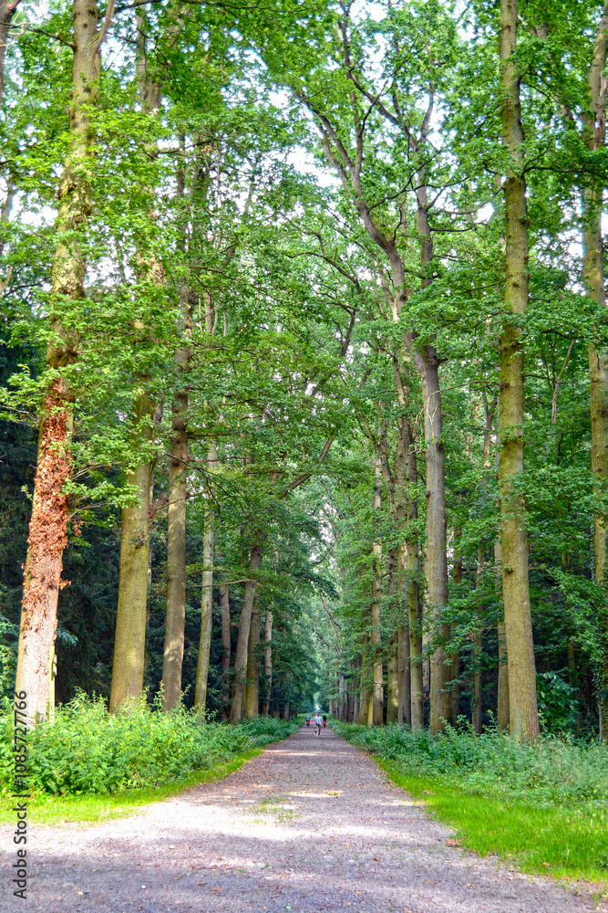 Park and forest in Belgium, Enghien Edingen