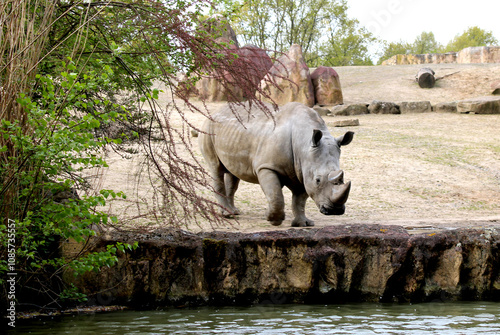 Nashorn, Zoom Erlebniswelt, Gelsenkirchen