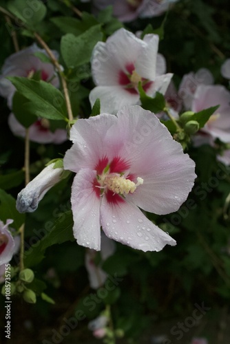 Hibiscus syriacus photo