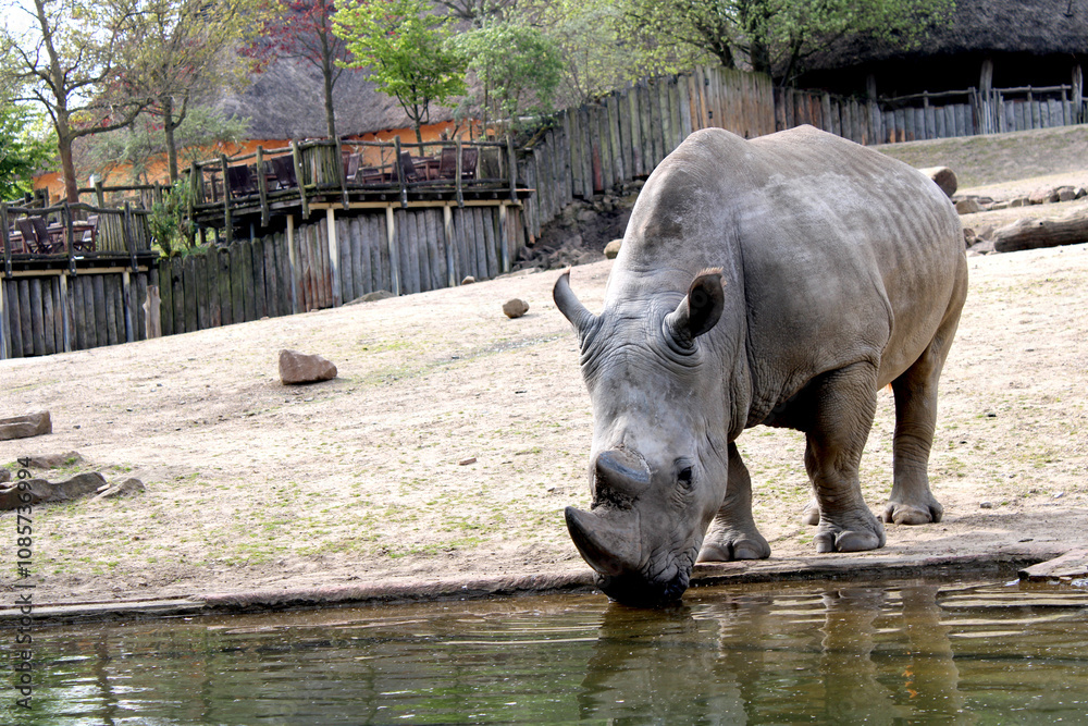 Nashorn, Zoom Erlebniswelt, Gelsenkirchen Nashorn, Zoom Erlebniswelt, Gelsenkirchen