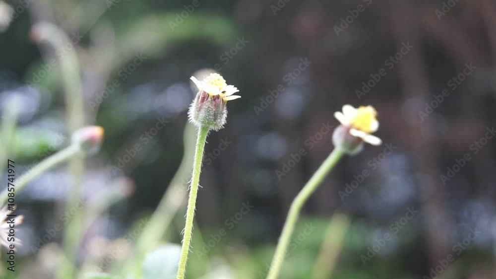 video of Tridax Procumbens flowers in the garden, moving in the gentle breeze video of Tridax Procumbens flowers in the garden, moving in the gentle breeze