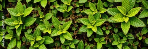 Vibrant and bitter green foliage creating a textured background, lush, vibrant, earthy