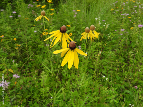 Ratibida pinnata | Yellow Coneflower | Native North American Prairie Wildflower photo