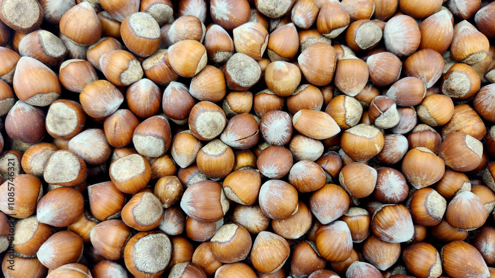 Oily and crispy Giresun plump hazelnut variety from Giresun province, where hazelnut cultivation is widespread in the Eastern Black Sea Region Oily and crispy Giresun plump hazelnut variety from Giresun province, where hazelnut cultivation is widespread in the Eastern Black Sea Region