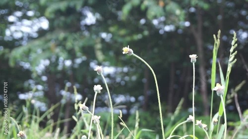 video of Tridax Procumbens flowers in the garden, moving in the gentle breeze photo