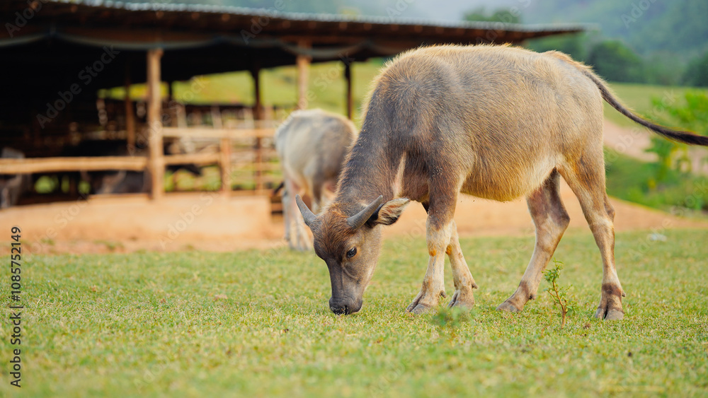 Two cow grazing animals in a lush green field, with a rustic shelter in the background, showcasing a serene farm landscape. Two cow grazing animals in a lush green field, with a rustic shelter in the background, showcasing a serene farm landscape.