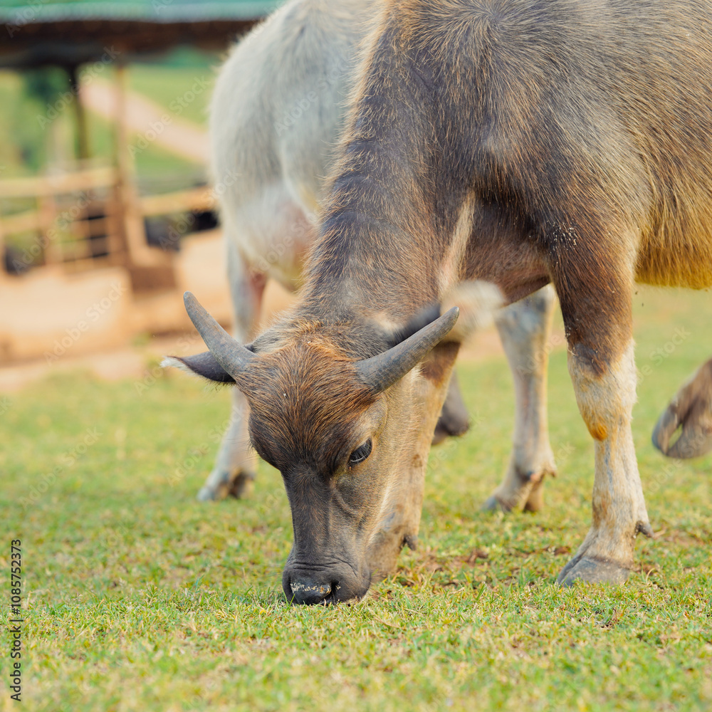 A close-up of a grazing buffalo on a green pasture, showcasing its strong physique and natural habitat.
