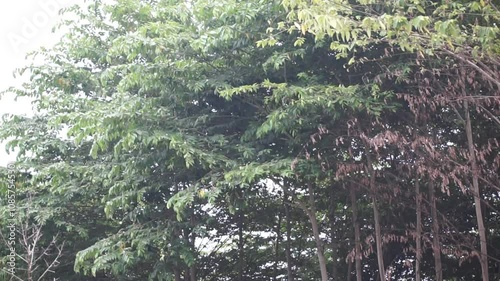 video of cherry tree blowing in the wind and moving leaves photo