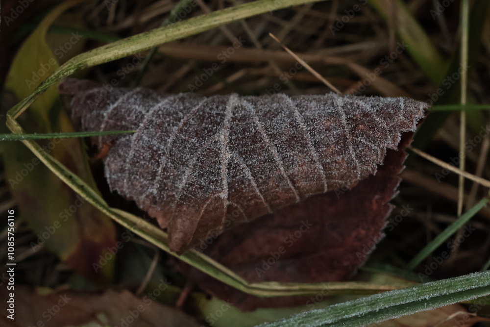 autumn dry fallen leave with the frost close up autumn dry fallen leave with the frost close up