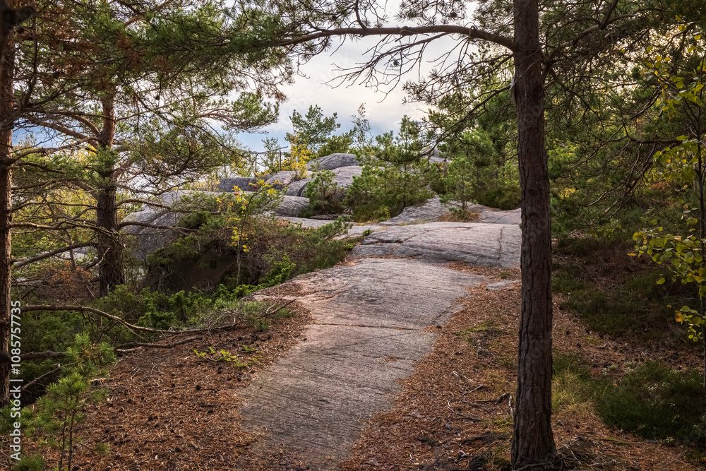 Fototapeta premium Rocky path in the forest. Stone path on a rock in the forest. Photo