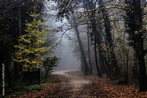 Autumn Path