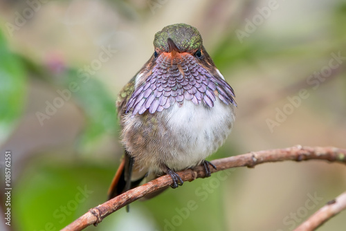 Male Volcano Hummingbird (Selasphorus flammula torridus) Perching in Savegre Valley, Costa Rica photo