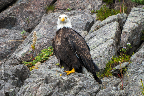 Derpy Bald Eagle (Haliaeetus leucocephalus) on Coastal Rocks, Newfoundland photo