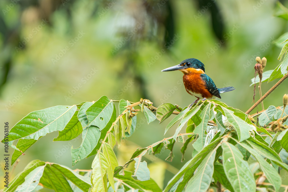 Male American Pygmy Kingfisher (Chloroceryle aenea) Portrait