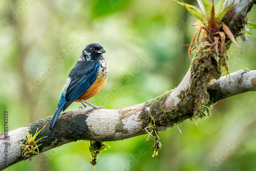 Endemic Spangle-cheeked Tanager (Tangara dowii) Perched in Cloud Forest