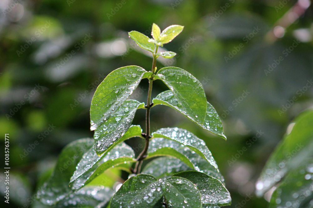 Blätter, Pflanze, Regen, Nass, Wasserperlen Blätter, Pflanze, Regen, Nass, Wasserperlen