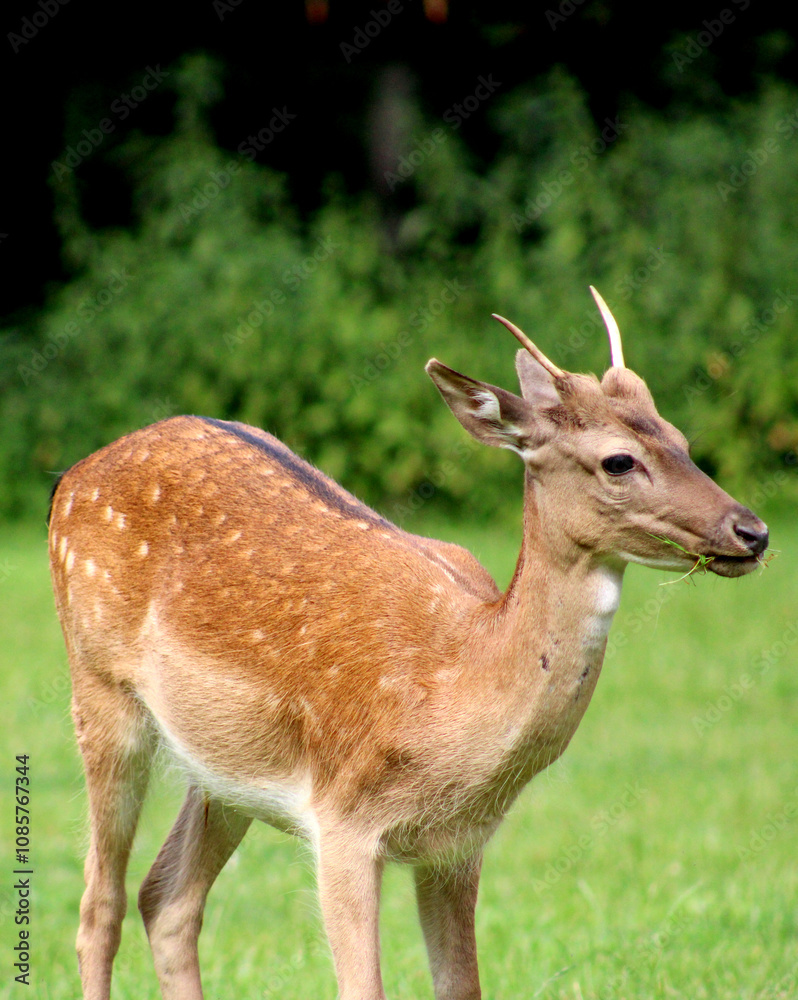 Dammwild, Hirsch, Rehe, Steinbock, Ziege, Grafenberger Wald, Wildpark Dammwild, Hirsch, Rehe, Steinbock, Ziege, Grafenberger Wald, Wildpark