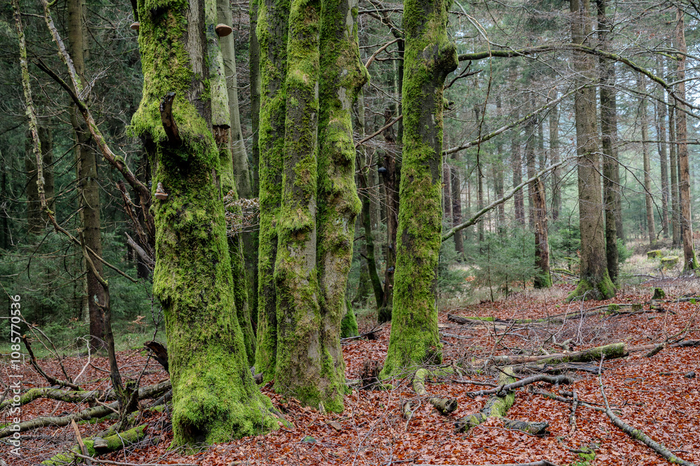 Fototapeta premium Herbstwald mit bemoosten Bäumen