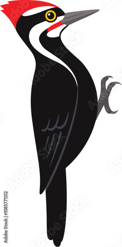 Pileated woodpecker illustration. Black bird with red crest. Isolated vector clip art.