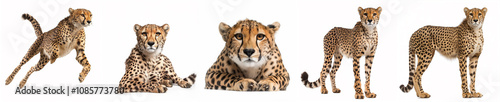 Collection set of cheetah isolated on white background