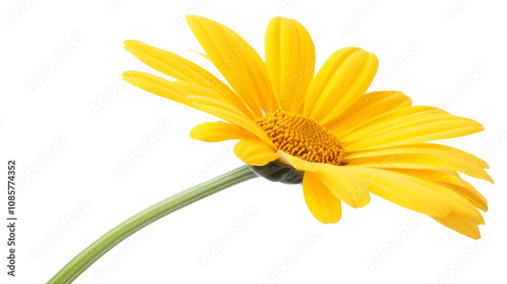 Fototapeta premium Yellow flower transparent background
