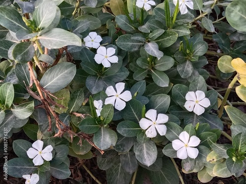 Catharanthus roseus white flower or Periwinkle flower pattern in the garden  photo