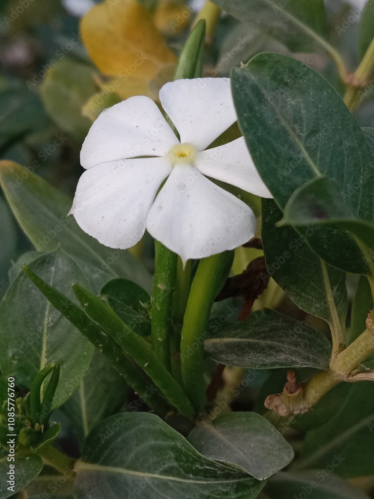 Fototapeta premium Catharanthus roseus white flower or Periwinkle flower pattern in the garden 