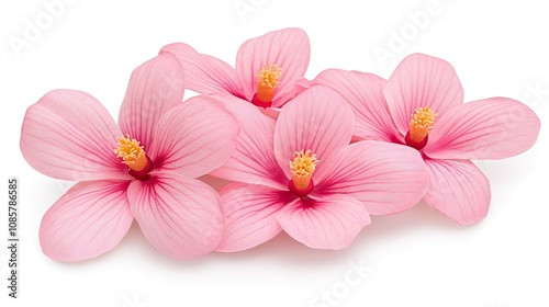 Delicate magnolia flowers in full bloom showcasing intricate details against a pristine white backdrop