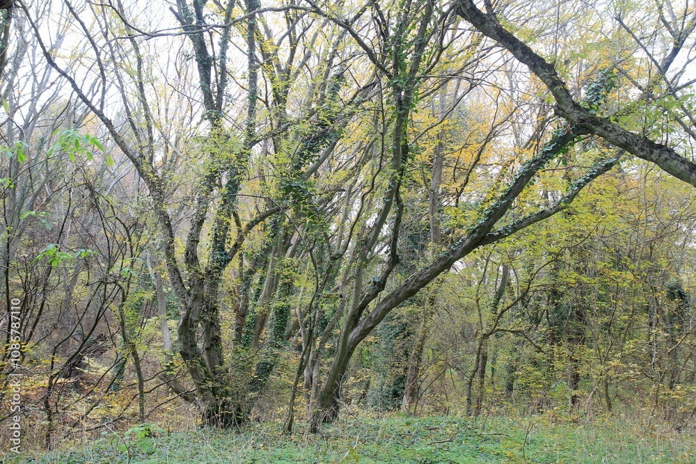Autumn forest in the vicinity of Varna (Bulgaria)
Autumn forest in the vicinity of Varna (Bulgaria)