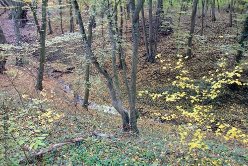 A stream in the autumn forest in the vicinity of Varna (Bulgaria)
