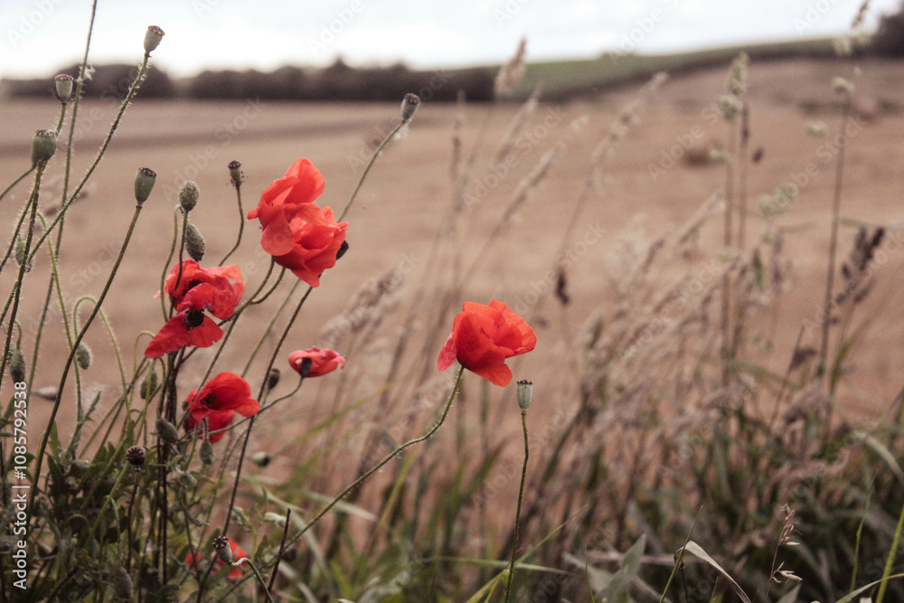 Naklejka premium poppies in the field
