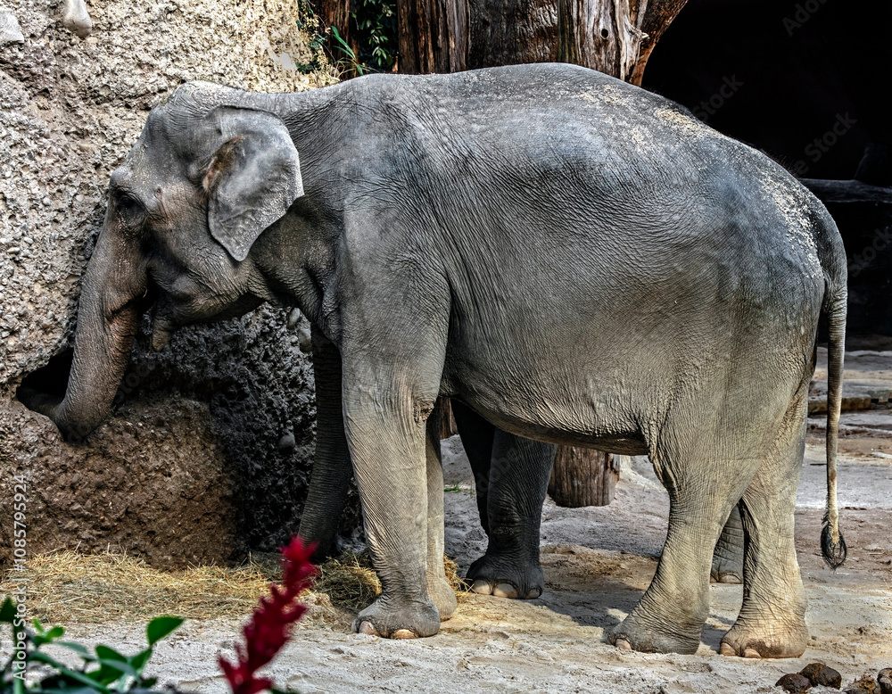 Fototapeta premium Asian elephant female eats hay. Latin name - Elephas maximus