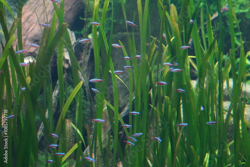 The Penguin Tetra (Thayeria boehlkei), also known as the Blackline Penguinfish, is a popular freshwater fish in the aquarium hobby. photo