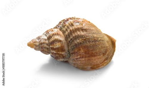 Sea snail, one shell of raw whelk, sea snails bulot. Bulots isolated on white background, macro shot. French delicatessen, seafood. Buccinum undatum. 