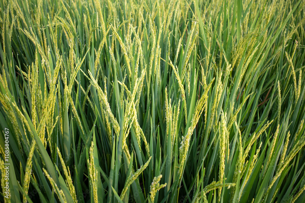 Close up of green paddy rice plant (Oryza sativa) on rice field. Natural wallpaper Close up of green paddy rice plant (Oryza sativa) on rice field. Natural wallpaper